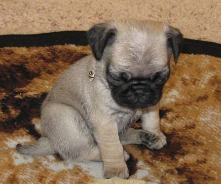 I don't care. I need a nap. - Fawn Pug Puppies | Dogs love their friends and bite their enemies, quite unlike people, who are incapable of pure love and always mix love and hate.