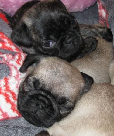 Best Friends - Multiple Color Pugs Puppies | A dog will teach you unconditional love, if you can have that in your life, things won't be too bad.