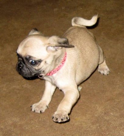 I see a mouse - Fawn Pug Puppies | If you think dogs can't count, try putting three dog biscuits in your pocket and give him only two of them.