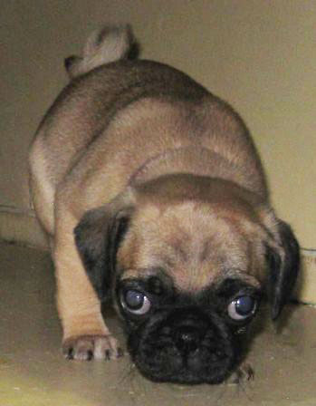 Sneaking up on you - Fawn Pug Puppies | No one appreciates the very special genius of your conversation as the dog does.