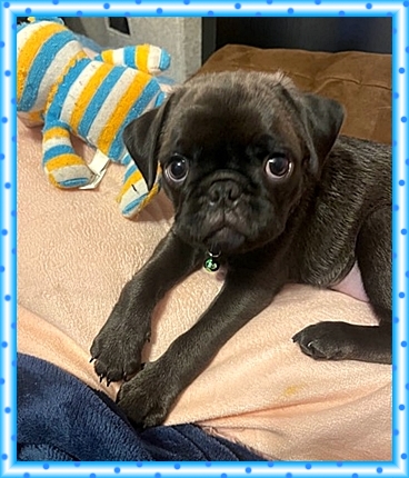 Sam/Max has brought much joy to Ethelind and Howard - Silver Pug Puppies | The dog was created specially for children. He is the god of frolic.