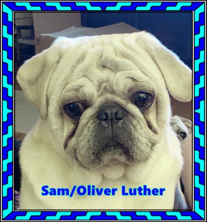 Bella's Sam/Oliver Luther "warm, affectionate, loyal, sweetheart … love bug!" - Adult White Pug | A dog can't think that much about what he's doing, he just does what feels right.