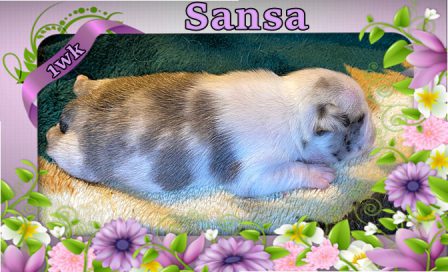 Sansa/Dot is a real beauty.  She is a merle panda. - Merle Pug Puppies | Dogs love their friends and bite their enemies, quite unlike people, who are incapable of pure love and always mix love and hate.