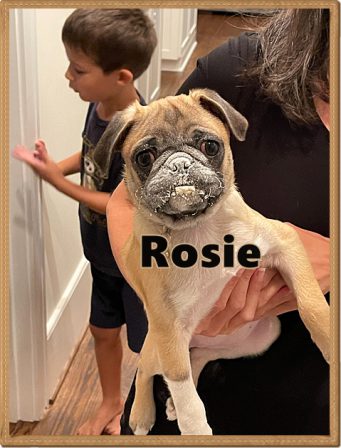 Scarlett/Rosie was naughty and got in mom's flour bin - Fawn Pug Puppies | Did you ever walk into a room and forget why you walked in? I think that is how dogs spend their lives.