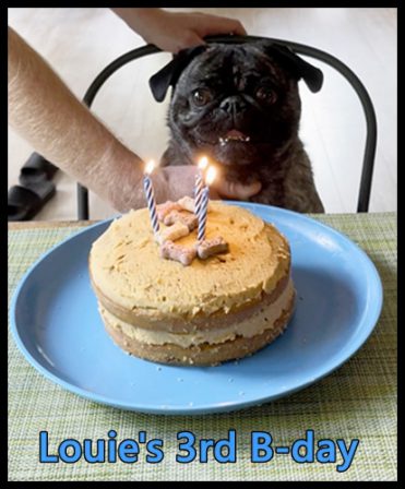 Brandy's Sheldon/Louie celebrating his 3rd birthday - Adult Brindle Pug | Petting, scratching, and cuddling a dog could be as soothing to the mind and heart as deep meditation and almost as good for the soul as prayer.