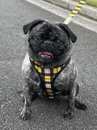 My mom Brandy and dad Sterling would be proud of good looking me! - Brindle Pug Puppies | If you think dogs can't count, try putting three dog biscuits in your pocket and give him only two of them.