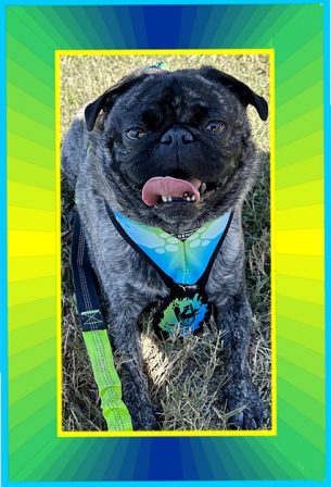 Brandy's Sheldon/Louie has more clothes than the best dressed human - Adult Brindle Pug | The great pleasure of a dog is that you may make a fool of yourself with him and not only will he not scold you, but he will make a fool of himself too.