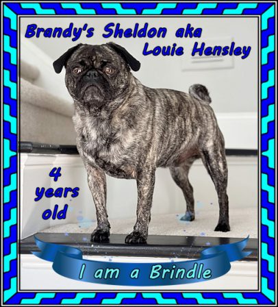BRP's Sheldon/Louie out of Brandy and Simba - Adult Brindle Pug | Outside of a dog, a book is man's best friend - inside of a dog it's too dark to read.