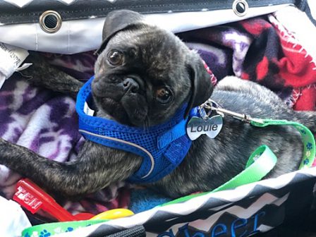 I have my very own car seat! - Brindle Pug Puppies | Dogs feel very strongly that they should always go with you in the car, in case the need should arise for them to bark violently at nothing, right in your ear.