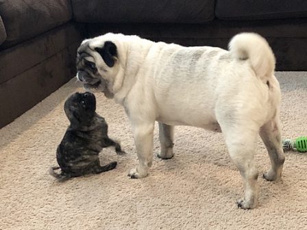 Okay, okay whatever you say! - Multiple Color Pugs - Puppies and Adults | Dogs are our link to paradise, they don't know evil or jealousy or discontent.