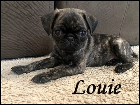 My name is Louie as in King! - Brindle Pug Puppies | If I have any beliefs about immortality, it is that certain dogs I have known will go to heaven, and very, very few persons.