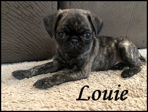My name is Louie as in King!