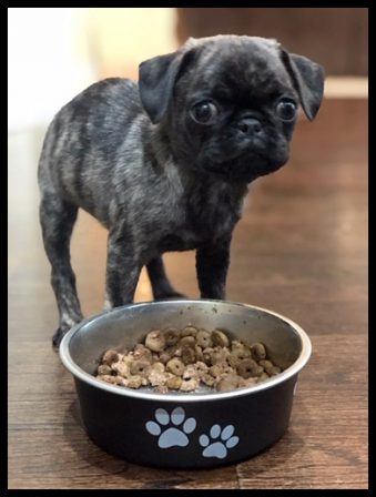 I can eat all that and more! - Brindle Pug Puppies | Do not make the mistake of treating your dogs like humans or they will treat you like dogs.