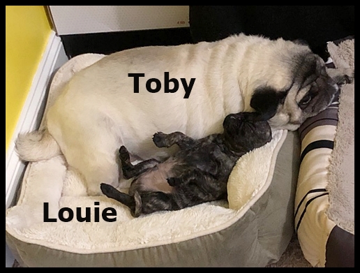 Toby likes sharing Louie's bed
