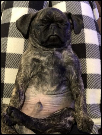 I  AM  the King! - Brindle Pug Puppies | Do not make the mistake of treating your dogs like humans or they will treat you like dogs.