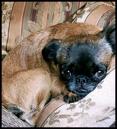 Sweet Shirley, a beautiful Brussels Griffon - Adult Multiple Color Pugs | No matter how little money and how few possessions you own, having a dog makes you rich.
