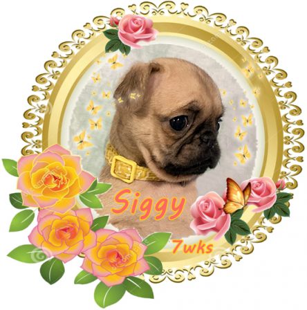 Tiny Siggy Available at Blue Ridge Pugs January 2023 - Fawn Pug Puppies | If you don't own a dog, at least one, there is not necessarily anything wrong with you, but there may be something wrong with your life.