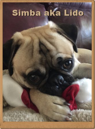 I ain't wearing no Santa Hat! - Adult Fawn Pug | The dog was created specially for children. He is the god of frolic.