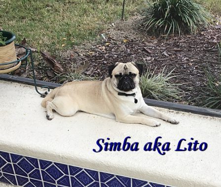 King of the Gaither backyard! - Adult Fawn Pug | Dogs feel very strongly that they should always go with you in the car, in case the need should arise for them to bark violently at nothing, right in your ear.