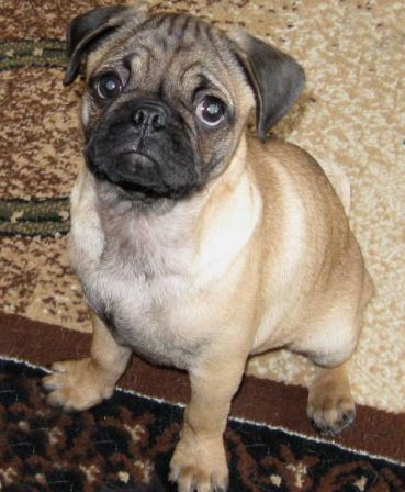 Mufusa Apricot Male - Apricot Pug Puppies | Money will buy you a pretty good dog, but it won't buy the wag of his tail.