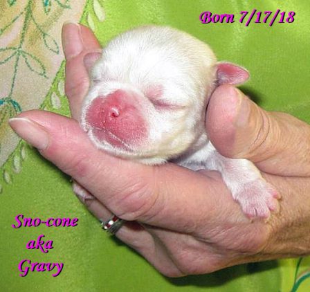 Snow's & Sterling's Sno-cone aka Gravy - White Pug Puppies | The dog is a gentleman; I hope to go to his heaven not man's.
