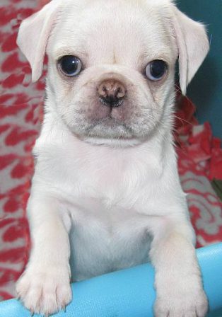 Sno-cone - White Pug Puppies | Do not make the mistake of treating your dogs like humans or they will treat you like dogs.