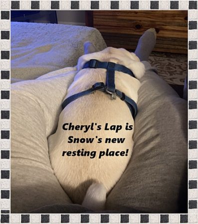 Snow is quite content in Cheryl's lap - Adult White Pug | A dog will teach you unconditional love, if you can have that in your life, things won't be too bad.