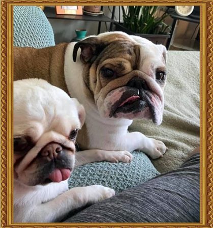 This is a "whose tongue sticks out the most" contest - Adult Multiple Color Pugs | To sit with a dog on a hillside on a glorious afternoon is to be back in Eden.