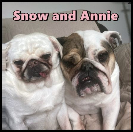 We are BGF's (best girlfriends forever)! - Adult White Pug | Petting, scratching, and cuddling a dog could be as soothing to the mind and heart as deep meditation and almost as good for the soul as prayer.