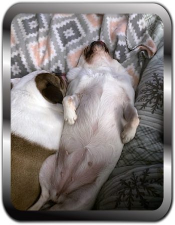 We love taking morning naps, afternoon naps + - Adult White Pug | Outside of a dog, a book is man's best friend - inside of a dog it's too dark to read.