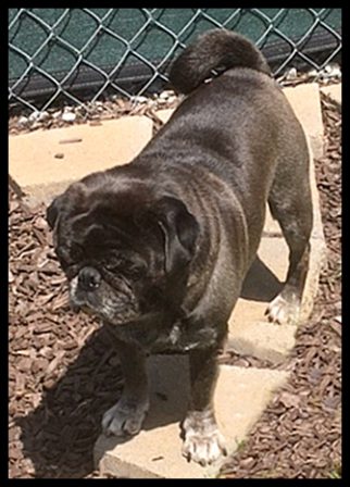 Studly Do Right Sterling at 7 years old - Adult Silver Pug | Outside of a dog, a book is man's best friend - inside of a dog it's too dark to read.