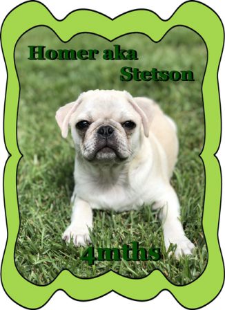 Bella's & Sterling's Stetson/Homer at 4 months old - White Pug Puppies | If you don't own a dog, at least one, there is not necessarily anything wrong with you, but there may be something wrong with your life.