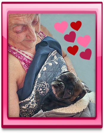 Stormy gets lots of love in her retirement home - Adult Silver Pug | A dog can't think that much about what he's doing, he just does what feels right.