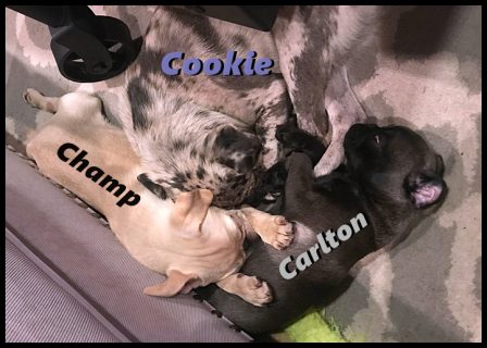 The Berthelsen Bunch - cream, blue merle, chocolate - Multiple Color Pugs Puppies | No one appreciates the very special genius of your conversation as the dog does.