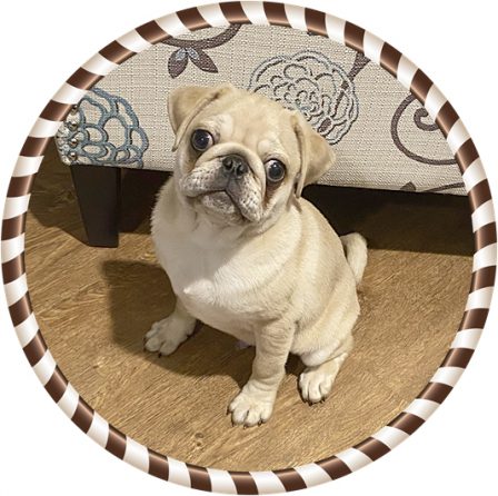 Erin tells us Buford moved right in and made himself comfortable - Fawn Pug Puppies | Whoever said you can’t buy happiness forgot little puppies.