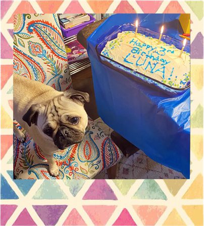 Brandy's & Mufasa's Tammy/Luna on her 3rd B-day - Adult Apricot Pug | A dog can't think that much about what he's doing, he just does what feels right.