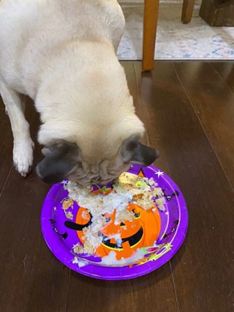 Now that was some goooood birthday cake! - Adult Fawn Pug | Such short lives our dogs have to spend with us, and they spend most of it waiting for us to come home each day.