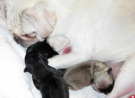 Fawns, blacks, and a white - good job Snow! - Multiple Color Pugs Puppies | Outside of a dog, a book is man's best friend - inside of a dog it's too dark to read.