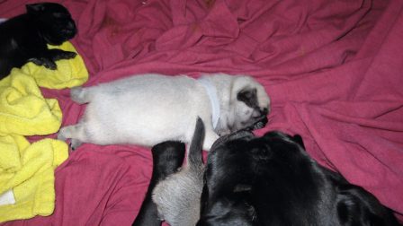 Oh boy, I ate too much - Fawn Pug Puppies | If you think dogs can't count, try putting three dog biscuits in your pocket and give him only two of them.