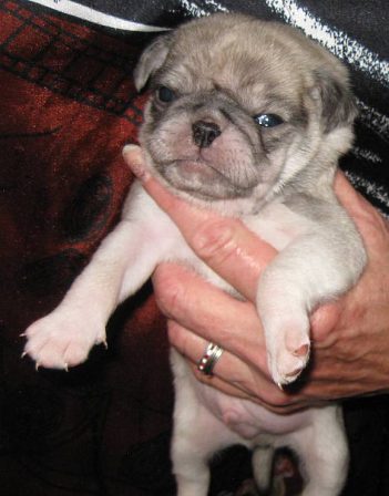 Another pug color - Chinchilla - Multiple Color Pugs Puppies | Outside of a dog, a book is man's best friend - inside of a dog it's too dark to read.