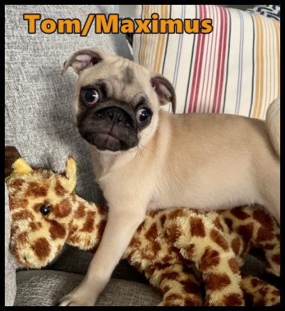 Lucy's Tom/Max loves his giraffe! - Fawn Pug Puppies | Petting, scratching, and cuddling a dog could be as soothing to the mind and heart as deep meditation and almost as good for the soul as prayer.