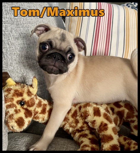 Lucy's Tom/Max loves his giraffe!