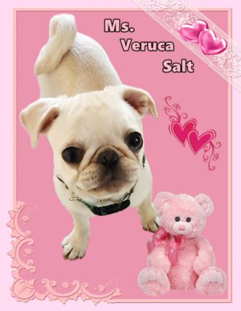 Pink is for girls and blue is for boys - White Pug Puppies | Petting, scratching, and cuddling a dog could be as soothing to the mind and heart as deep meditation and almost as good for the soul as prayer.
