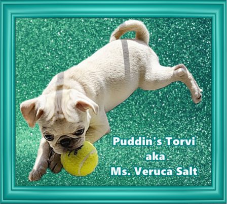 Sherry loves her new pug puppy and has named her Ms. Veruca Salt - White Pug Puppies | The more people I meet, the more I love my dog.