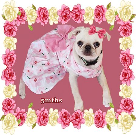 Ms. Veruca Salt pretty in pink - White Pug Puppies | Dogs feel very strongly that they should always go with you in the car, in case the need should arise for them to bark violently at nothing, right in your ear.