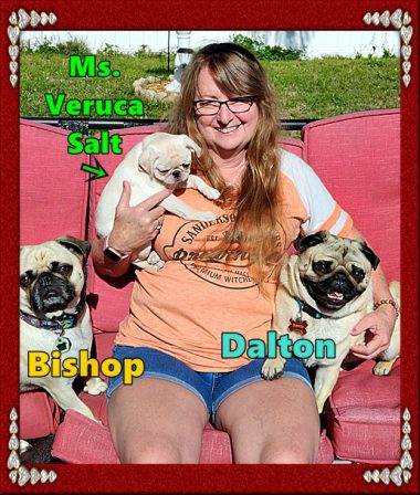 Torvi, now Ms. Veruca Salt, with her new mom Sherry - Multiple Color Pugs - Puppies and Adults | Heaven goes by favor, if it went by merit, you would stay out and your dog would go in.