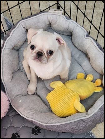 Sherry loves her precious Torvi - White Pug Puppies | A dog can't think that much about what he's doing, he just does what feels right.