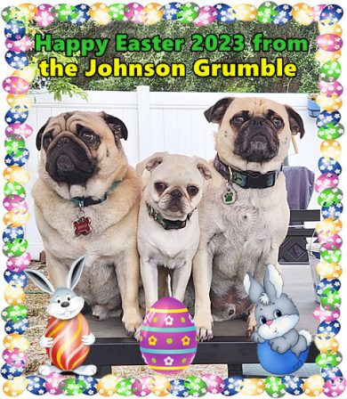 Two boys and a girl Easter 2023 - Multiple Color Pugs - Puppies and Adults | The dog was created specially for children. He is the god of frolic.