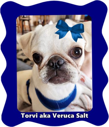 Puddins' Torvi aka Veruca Salt beautiful in blue - White Pug Puppies | The average dog is a nicer person than the average person.