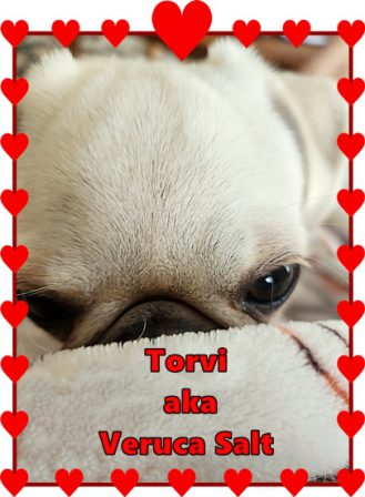 Sherry loves her puppy Veruca Salt - White Pug Puppies | If you pick up a starving dog and make him prosperous he will not bite you. This is the principal difference between a dog and man.
